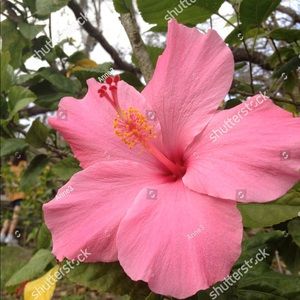 Meet your Posher, Angelique